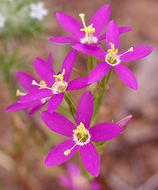 Image of charming centaury