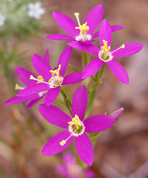 Image of charming centaury