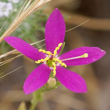 Zeltnera venusta (A. Gray) G. Mansion resmi