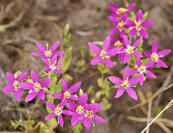 Image of charming centaury