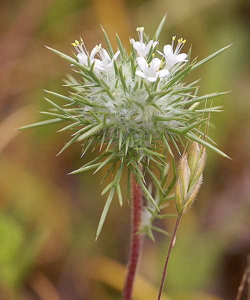 Image de Navarretia intertexta (Benth.) Hook.