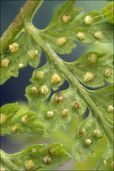 Image of mountain bladderfern