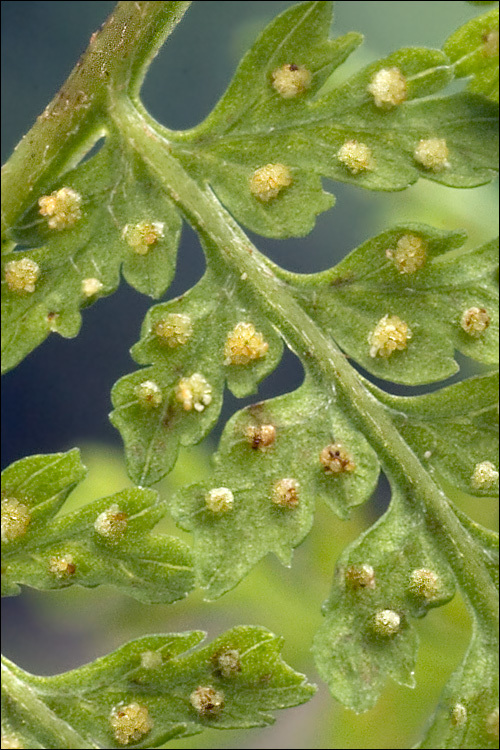 Image of mountain bladderfern