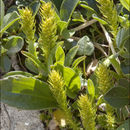 Selaginella selaginoides (L.) Schrank & C. F. P. Mart.的圖片