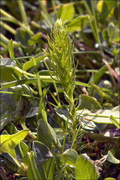 Selaginella selaginoides (L.) Schrank & C. F. P. Mart. resmi