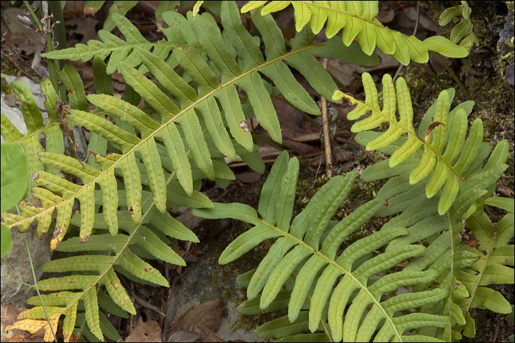 <i>Polypodium australe</i>的圖片