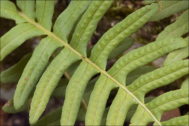 Image of <i>Polypodium australe</i>