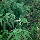 Image of Forest Stenogyne