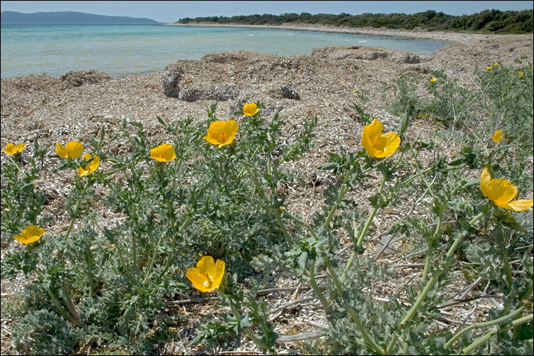 Image of Yellow Horned Poppy