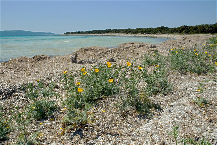 Image of Yellow Horned Poppy