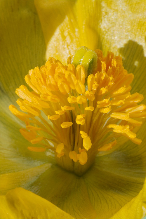 Image of Yellow Horned Poppy