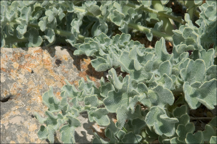 Image of Yellow Horned Poppy