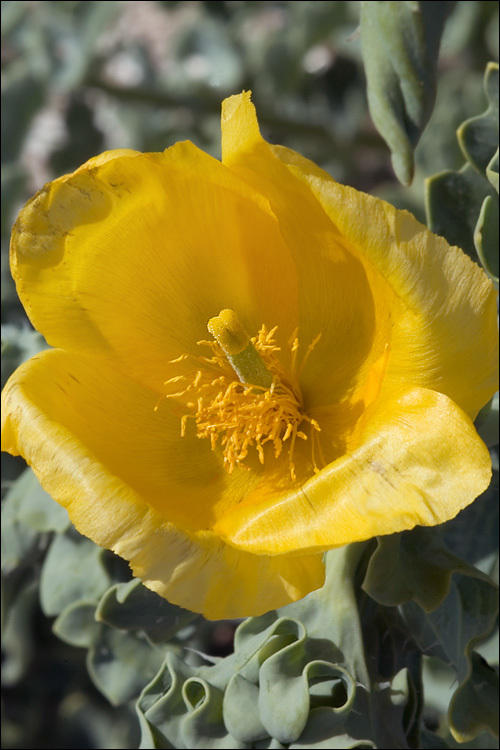 Image of Yellow Horned Poppy