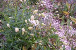 Image of Bladder Campion