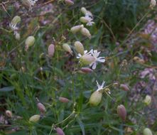 Image of Bladder Campion