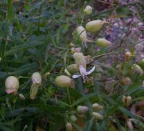 Image of Bladder Campion