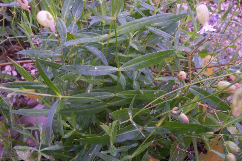 Image of Bladder Campion