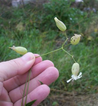 Imagem de Silene vulgaris (Moench) Garcke