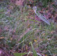 Image of Bladder Campion