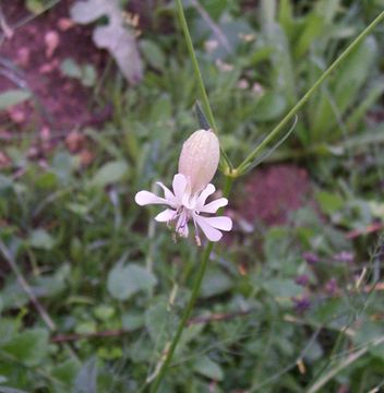 Image of Bladder Campion