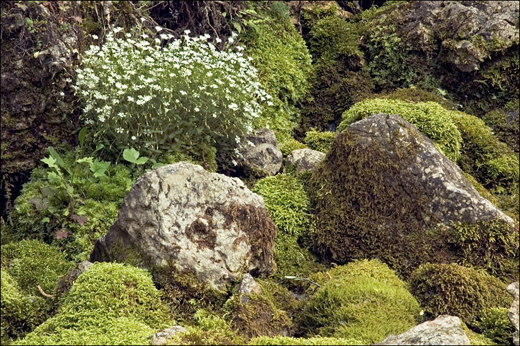 Image of Cerastium subtriflorum (Rchb.) Pacher