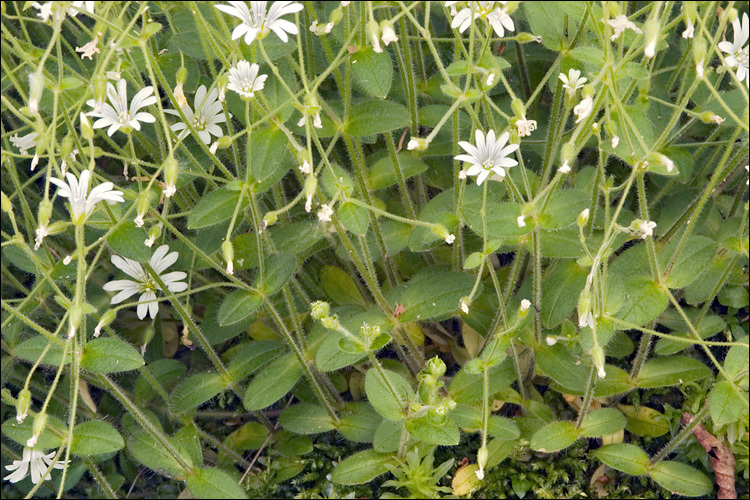 Image of Cerastium subtriflorum (Rchb.) Pacher