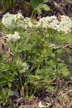 Imagem de Myrrhis odorata (L.) Scop.