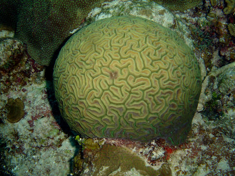 Image of Grooved Brain Coral