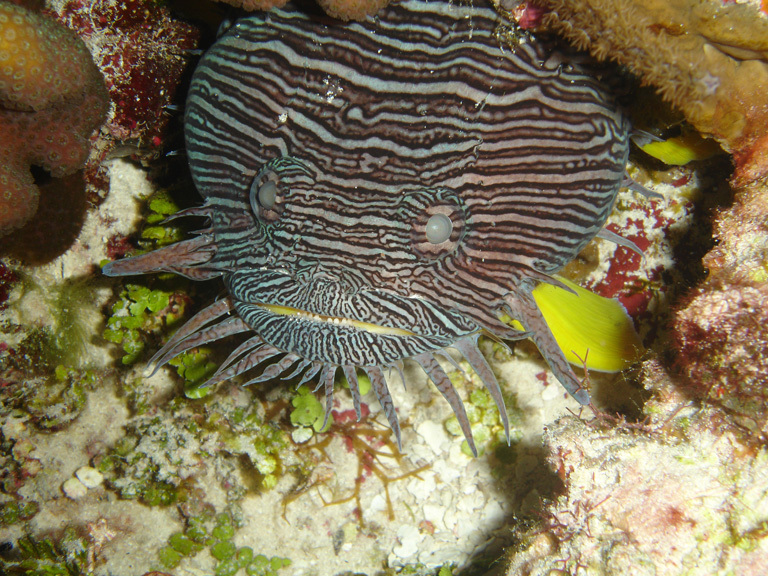 Image of Coral toadfish