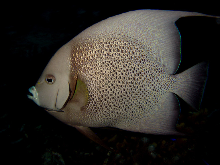 Слика од Pomacanthus arcuatus (Linnaeus 1758)