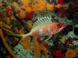 Image of Longspine Squirrelfish