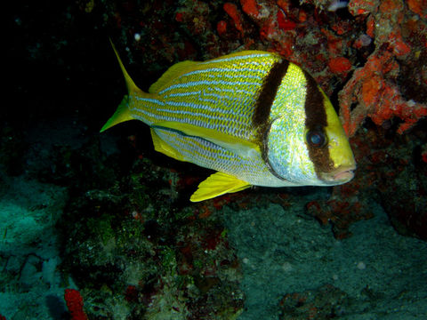 Image of Porkfish