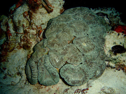 Image of Spiny flower coral