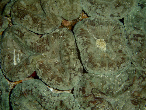 Image of Spiny flower coral