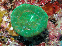 Image of Artichoke Coral