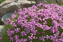 Image of moss campion