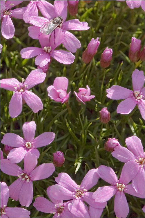 Image of moss campion