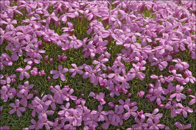 Image of moss campion