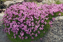 Image of moss campion