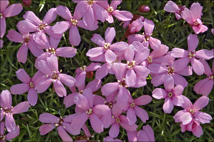 Image of moss campion