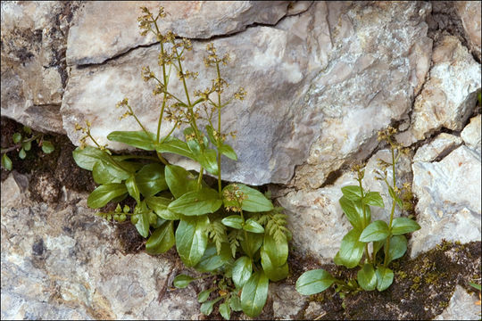 Image of Valeriana elongata Jacq.