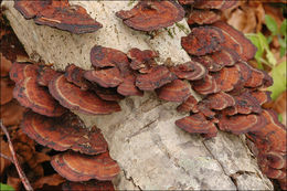 Image of Daedaleopsis confragosa (Bolton) J. Schröt. 1888