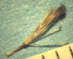 Image of Fitches Spikeweed