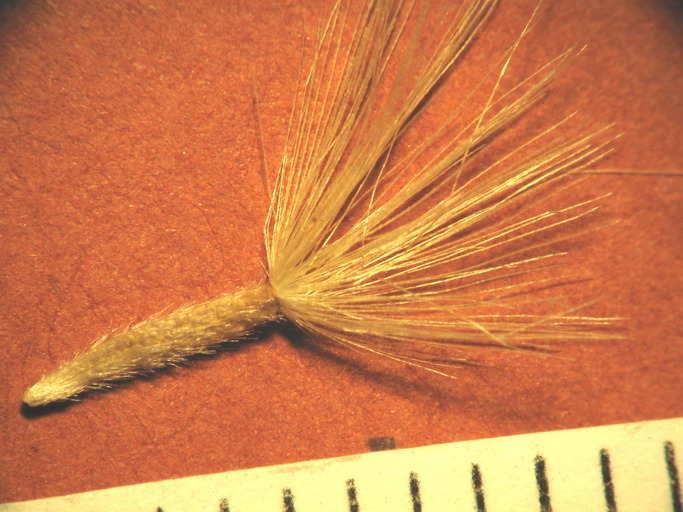 Image of Oregon False Golden-Aster