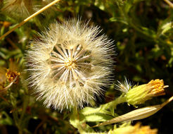 Image of Oregon False Golden-Aster