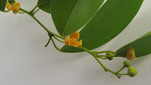 Image of Anomospermum reticulatum (C. Martius) Eichler