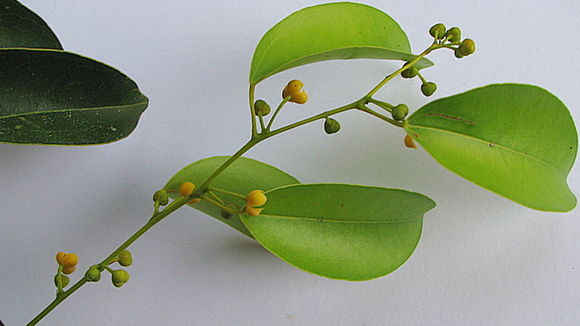 Image of Anomospermum reticulatum (C. Martius) Eichler