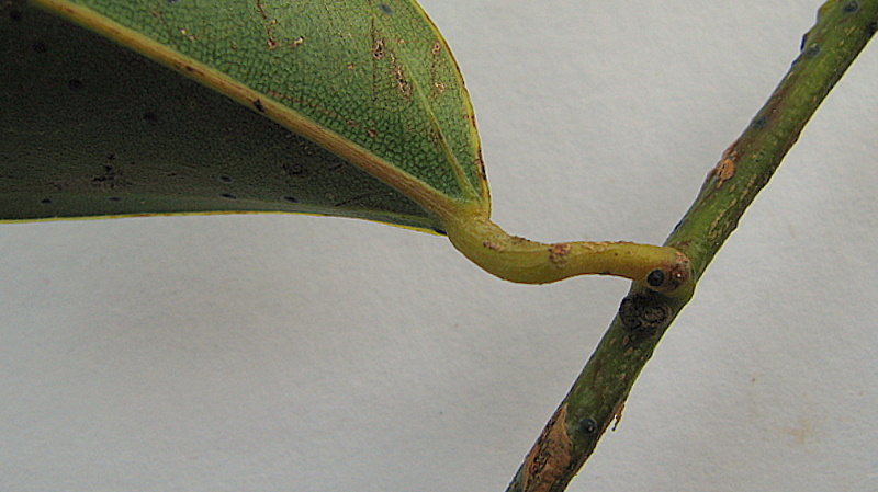 Image of Anomospermum reticulatum (C. Martius) Eichler