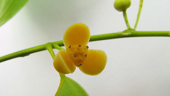 Image of Anomospermum reticulatum (C. Martius) Eichler