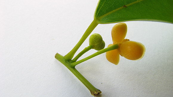 Image of Anomospermum reticulatum (C. Martius) Eichler